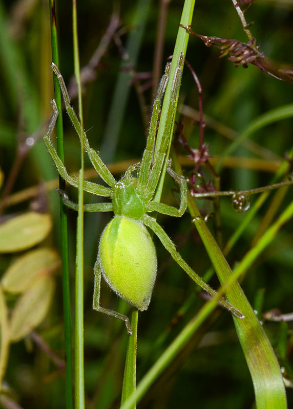 Micrommata virescens ? S, femmine - L''Aquila